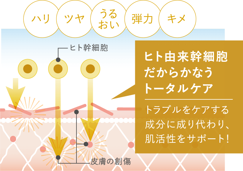 ハリ ツヤ うるおい 弾力 キメ ヒト幹細胞 皮膚の創傷 ヒト由来幹細胞だからかなうトータルケア トラブルをケアする成分に成り代わり、肌活性をサポート！