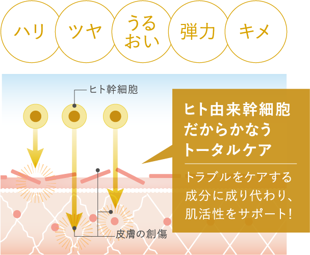 ヒト由来幹細胞だからかなうトータルケア