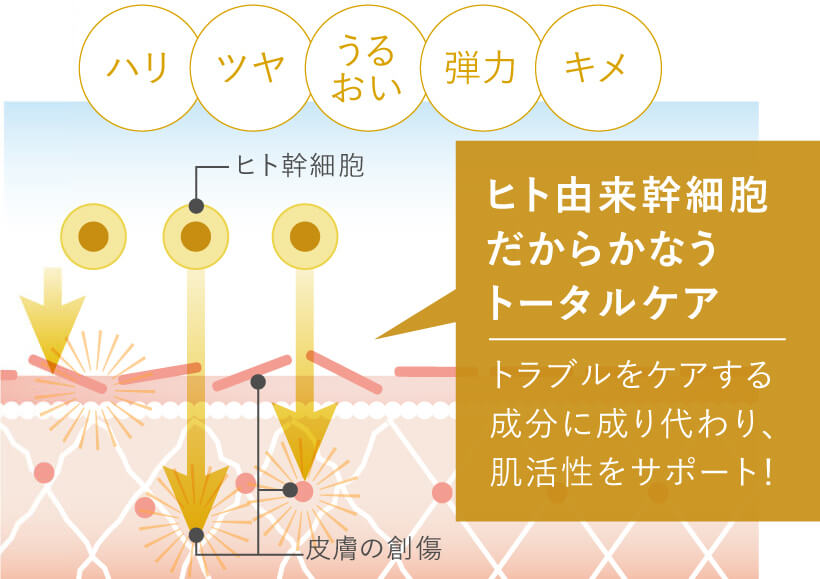 ヒト由来幹細胞だから塗るだけですぐさま肌が欲する成分に変身。
