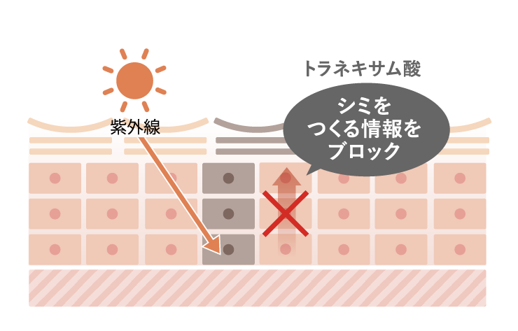 シミ※1をつくらせない美白※1有効成分トラネキサム酸の力シミの原因からアプローチ透明感に満ちた美肌に